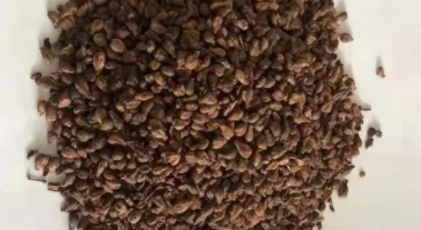 吃葡萄可以不吐籽吗,吃葡萄应该吐葡萄籽为什么呢图4