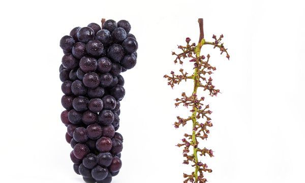 吃葡萄可以不吐籽吗,吃葡萄应该吐葡萄籽为什么呢图1