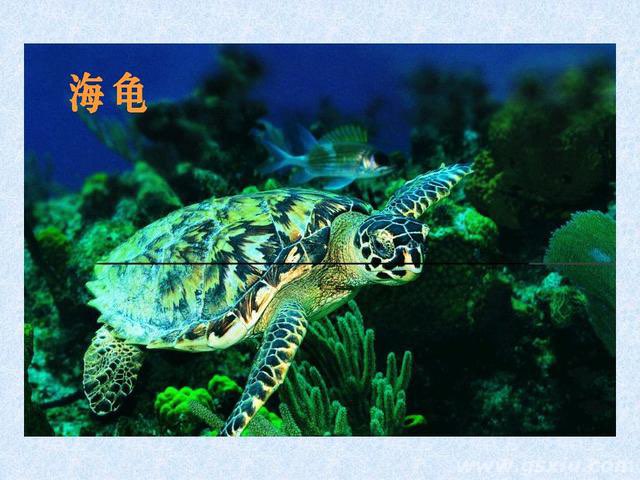 网络图片(侵删)