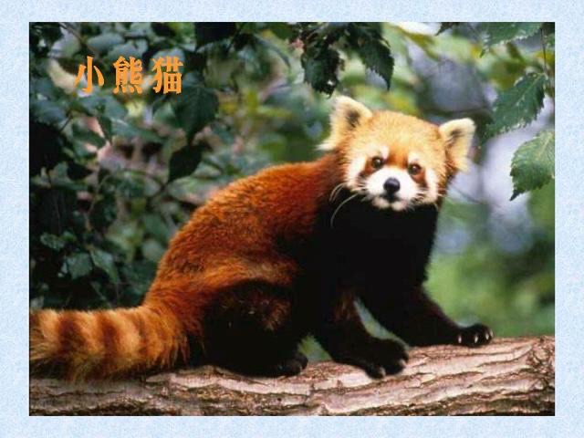 网络图片(侵删)