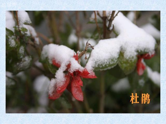 网络图片(侵删)