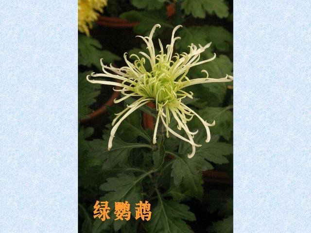 网络图片(侵删)