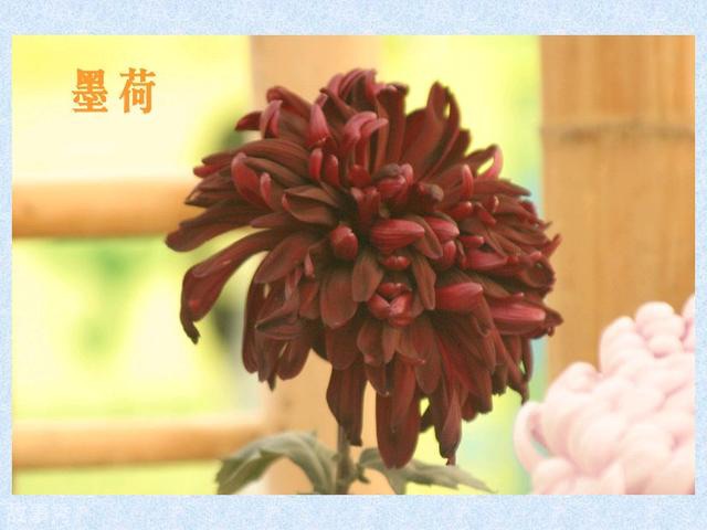 网络图片(侵删)