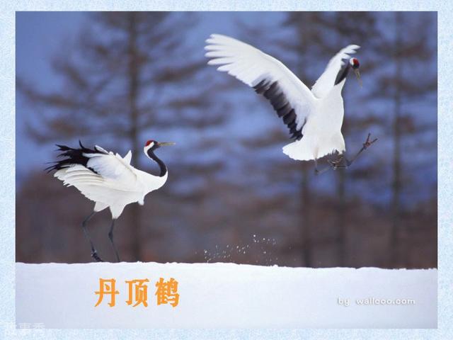 网络图片(侵删)