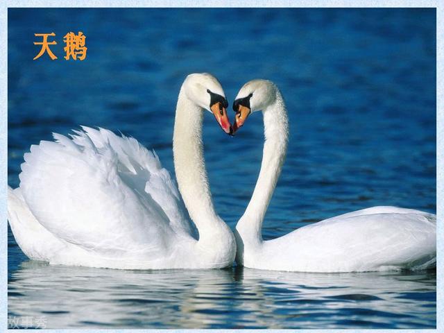 网络图片(侵删)