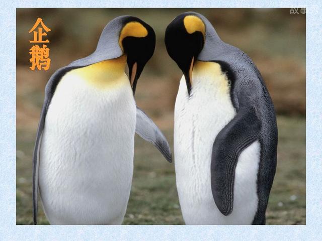 网络图片(侵删)