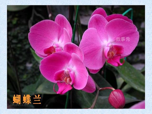 网络图片(侵删)