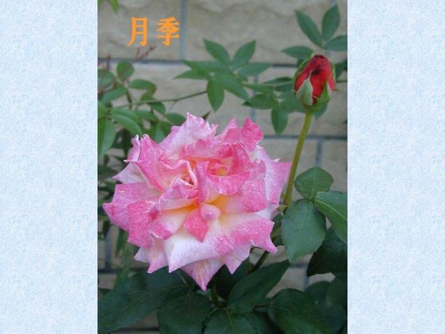 网络图片(侵删)