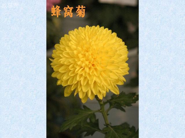 网络图片(侵删)