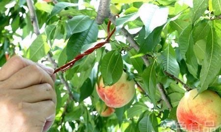 树上有白蚁怎么治,果树如何简单有效的防治白蚁病图1