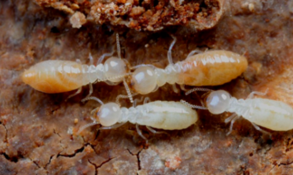 树上有白蚁怎么治,果树如何简单有效的防治白蚁病图2