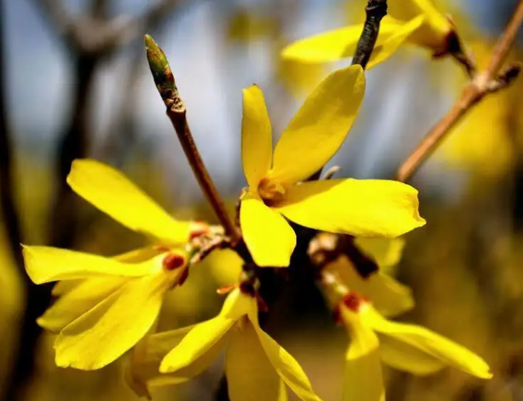 迎春花有果实吗（迎春花和连翘的具体区别介绍）