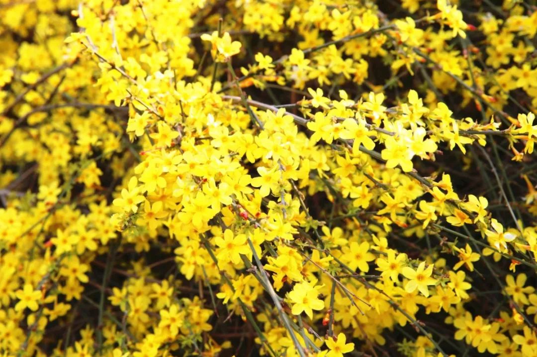 迎春花有果实吗（迎春花和连翘的具体区别介绍）