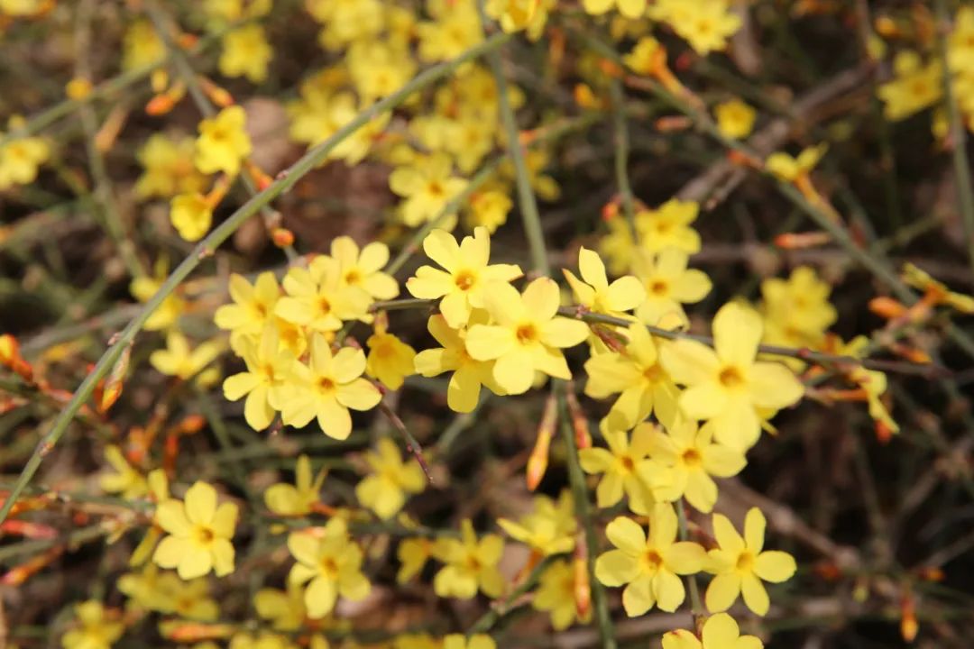 迎春花有果实吗（迎春花和连翘的具体区别介绍）