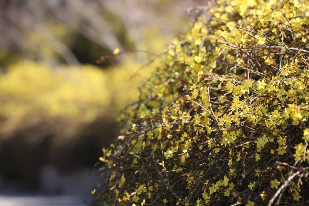 迎春花有果实吗（迎春花和连翘的具体区别介绍）