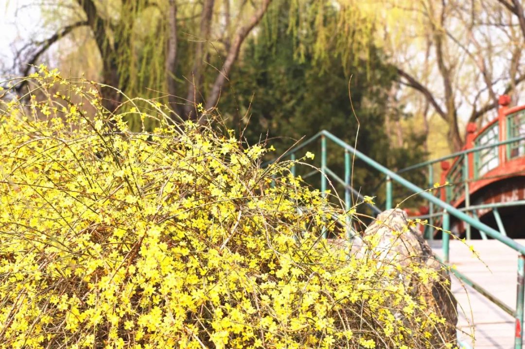 迎春花有果实吗（迎春花和连翘的具体区别介绍）