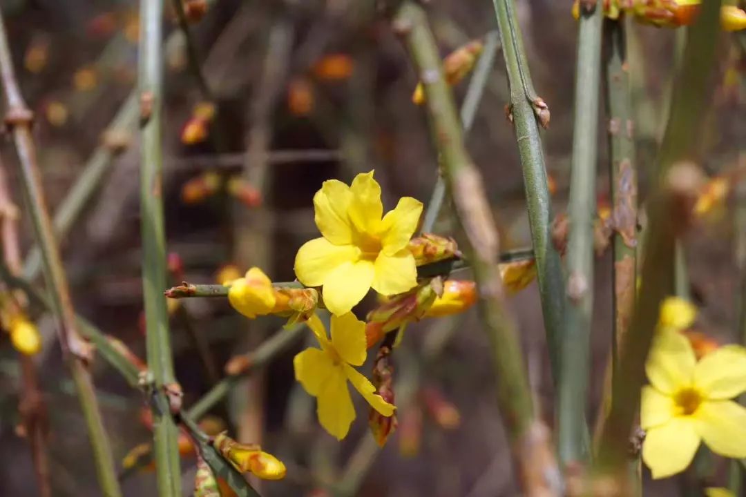 迎春花有果实吗（迎春花和连翘的具体区别介绍）
