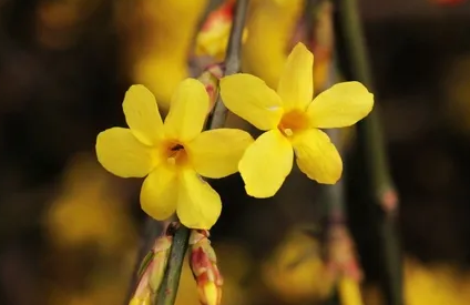 迎春花有果实吗（迎春花和连翘的具体区别介绍）
