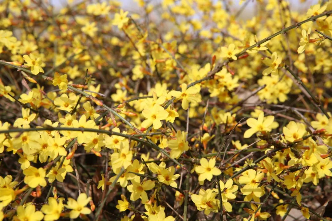 迎春花有果实吗（迎春花和连翘的具体区别介绍）