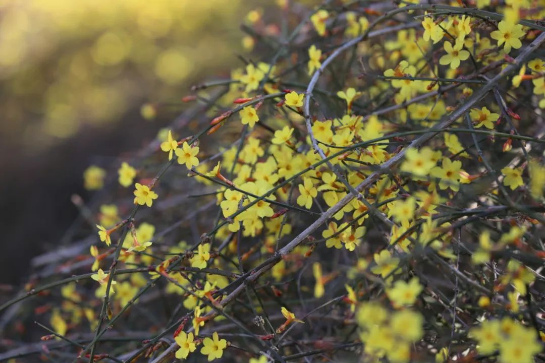迎春花有果实吗（迎春花和连翘的具体区别介绍）
