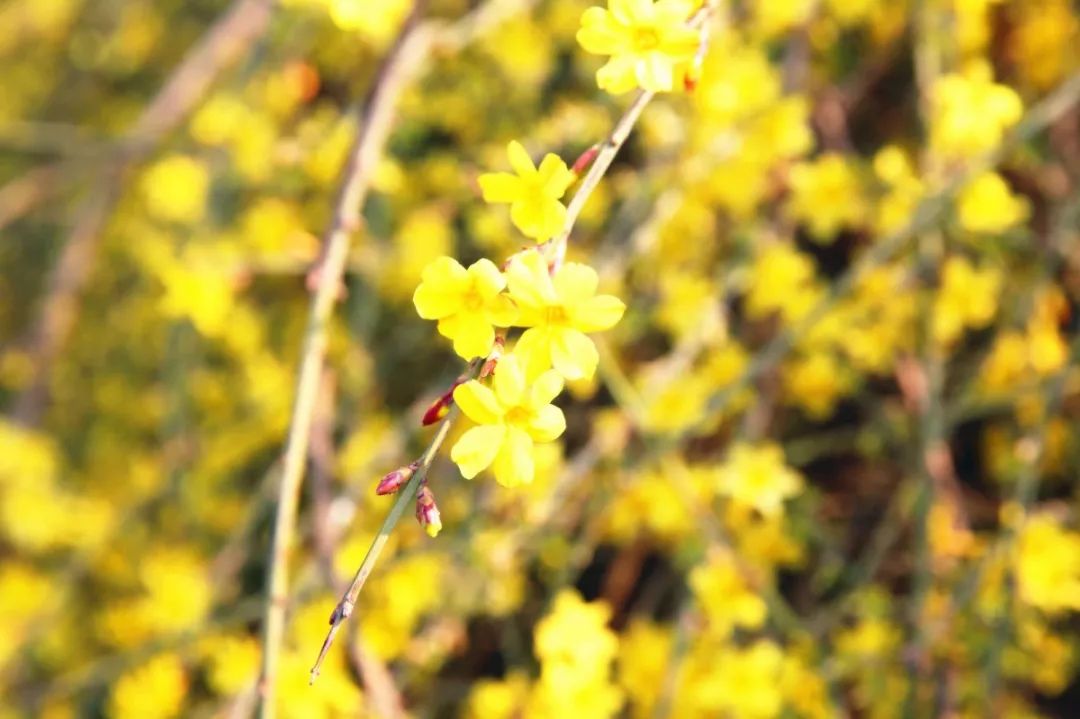 迎春花有果实吗（迎春花和连翘的具体区别介绍）
