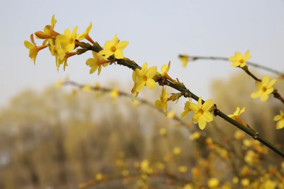 迎春花有果实吗（迎春花和连翘的具体区别介绍）
