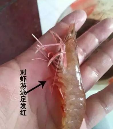 虾有几节几条腿的