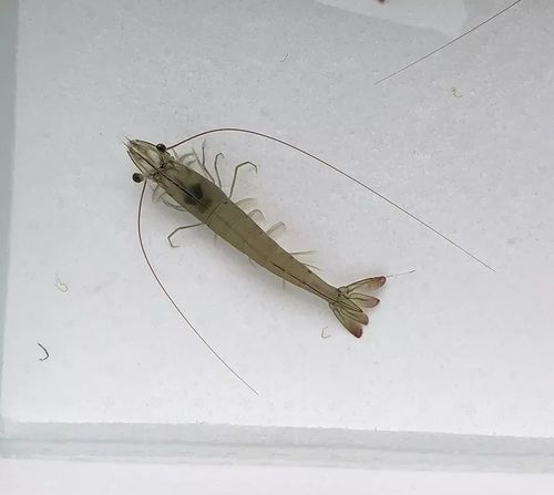 中国对虾共有几对步足,虾一共有几条腿