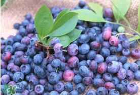 蓝莓什么品种好？盆栽蓝莓什么品种好？