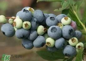 蓝莓什么品种好？盆栽蓝莓什么品种好？
