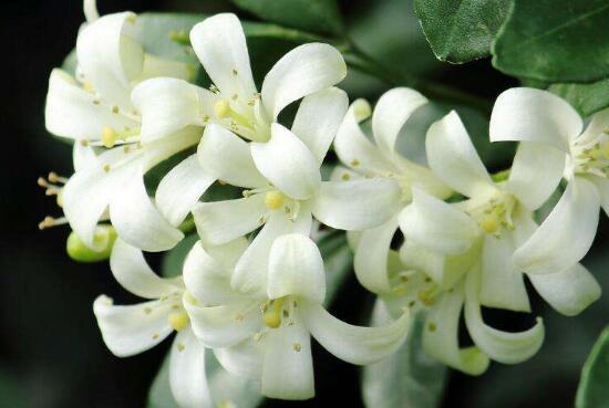 九里香花期多长（详解九里香的真正花期时长）