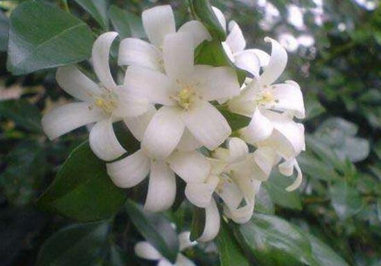 九里香花期多长（详解九里香的真正花期时长）