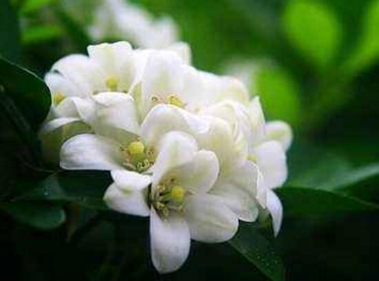 九里香花期多长（详解九里香的真正花期时长）