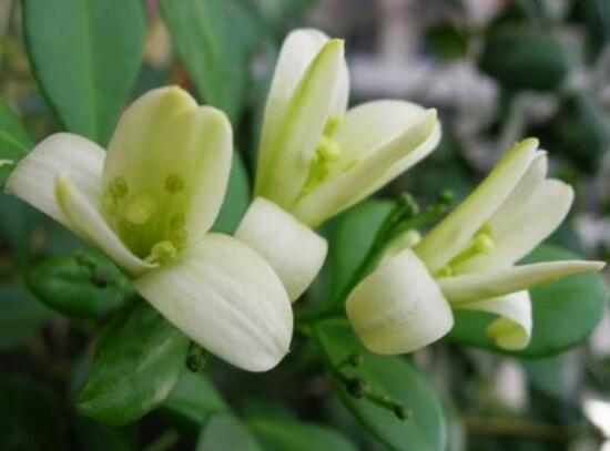 九里香花期多长（详解九里香的真正花期时长）