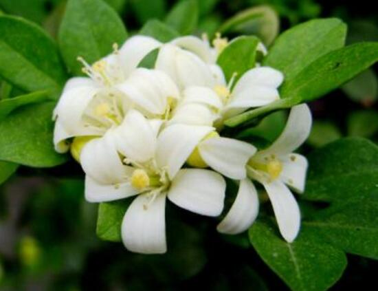 九里香花期多长（详解九里香的真正花期时长）