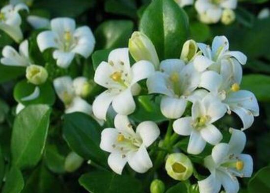 九里香花期多长（详解九里香的真正花期时长）