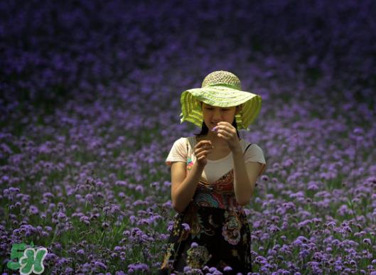 七月份还有薰衣草吗？7月份还有薰衣草吗？