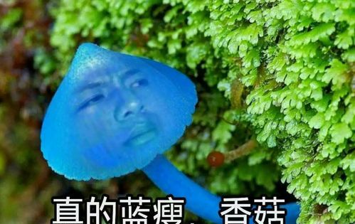 蓝瘦,香菇,税不勺代表什么意思