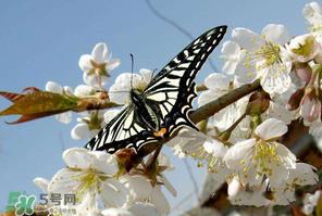 樱桃怎么授粉?红灯樱桃怎么授粉? 樱桃怎么授粉?红灯樱桃怎么授粉?