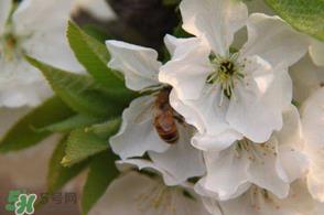 樱桃怎么授粉?红灯樱桃怎么授粉? 樱桃怎么授粉?红灯樱桃怎么授粉?