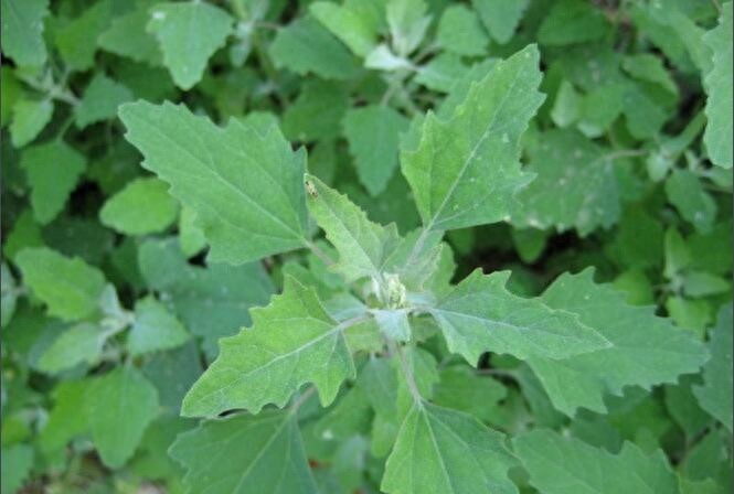 农村常见的12种野菜，认识就有口福了！