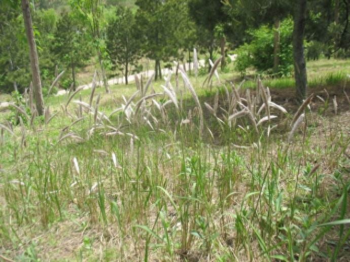 农村常见的12种野菜，认识就有口福了！