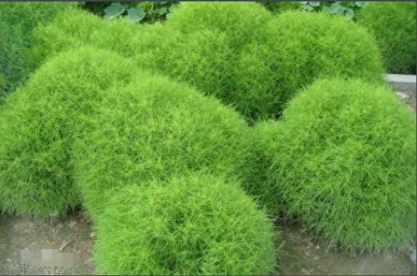 农村常见的12种野菜，认识就有口福了！