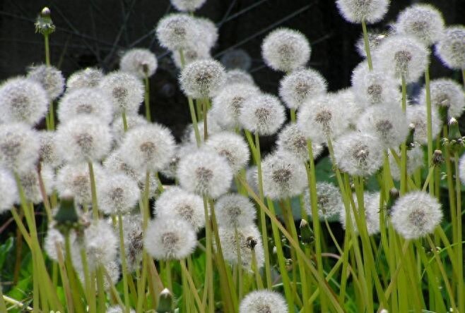 农村常见的12种野菜，认识就有口福了！