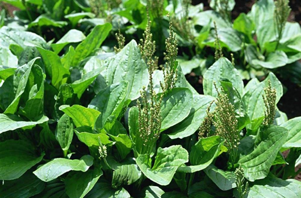 农村常见的12种野菜，认识就有口福了！