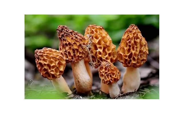 贝冬西丁的功效作用及价格：了解三大功效