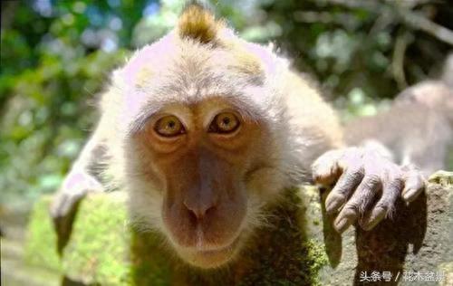 兰花界的孙大圣——猴面小龙兰