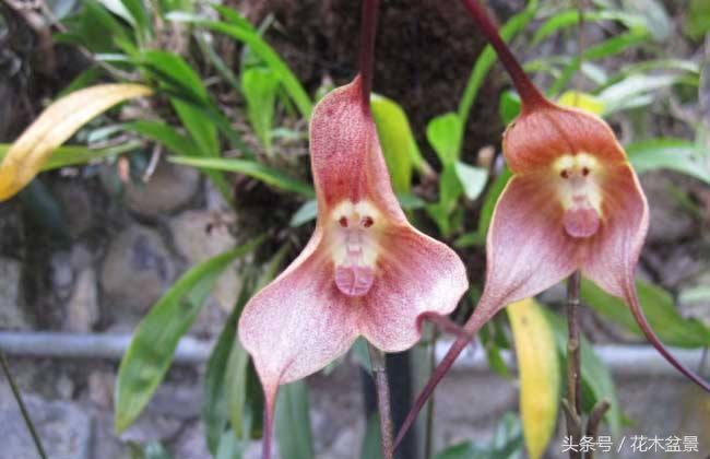 兰花界的孙大圣——猴面小龙兰