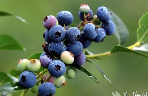 蓝莓产地在中国哪里：蓝莓的主要产地是哪里