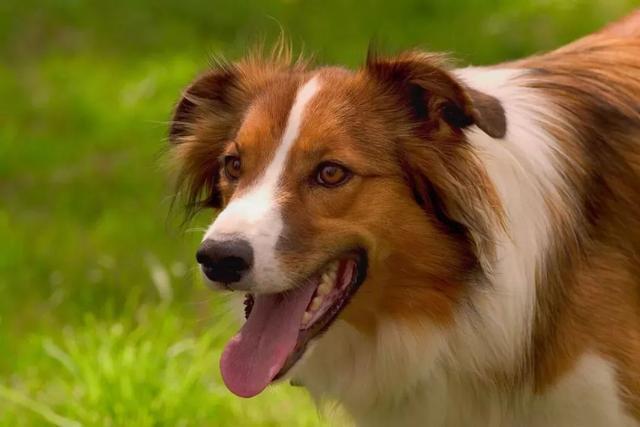 朋友圈疯传：男孩狂犬病发作学狗叫，只能绑在家养？真相竟